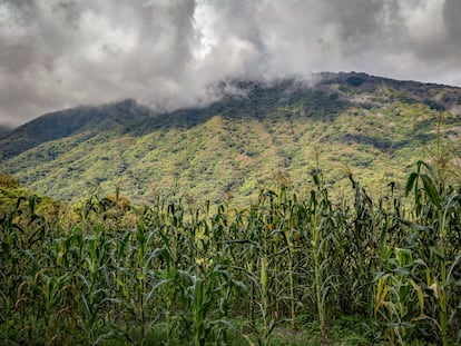 Terrenos de cultivo de maíz "Jala", el 13 de agosto de 2017, en la comunidad de Coapan (Nayarit).