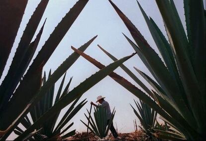 Plantação de agave em Oaxaca (México).