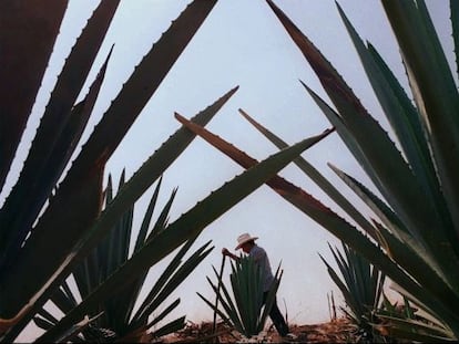 Plantação de agave em Oaxaca (México).