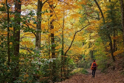 El macizo del Montseny, a escasos 50 kilómetros de Las Ramblas, es una de las escapadas más tradicionales de los barceloneses cuando quieren sentir de cerca la naturaleza. El macizo del Montseny es, además, una de las montañas más emblemáticas de Cataluña, cubierto de bosques de hayas, robles, pinos, alcornoques y encinas. Además de parque natural, este mosaico de cumbres, bosques y ríos es reserva de la biosfera de la Unesco, por su rica flora pero también por su fauna (jabalíes, zorros, jinetas y numerosos pájaros, anfibios y reptiles). Esta montaña y sus pueblos diseminados invitan a reflexionar sobre la relación del hombre con el entorno natural. Para conocer este 'collage' de paisajes mediterráneos y alpinos se puede comenzar por el municipio de Sant Celoni, o en el vecino Campins, para dar luego una vuelta hasta llegar al Montseny. Una ruta por el macizo tiene un buen colofón en la localidad que da nombre al parque, con la exposición permanente 'El Parc Natural del Montseny. Un diàleg entre l’home i la natura', en la Casa de la Cultura. A continuación de esta muestra se puede ver otra muy curiosa, 'Les Esquelles d’en Jaume', una colección de más de un millar de 'esquelles' (cencerros) donados por un pastor del pueblo. <br><br> Parte de su territorio se encuentra en la comarca de Osona, donde Viladrau (perteneciente a la provincia de Girona) es parada obligada, con un casco antiguo de estrechas callejuelas, resguardado al amparo de la iglesia de Sant Martí. El pueblo es conocido por sus manantiales de agua, que brotan en diversas fuentes de los alrededores, y también por ser la cuna de uno de los bandoleros más famosos de Cataluña (Joan Sala y Ferrer, del siglo XVII, conocido popularmente como Serrallonga), un Robin Hood del Montseny, del que aún a día de hoy circulan multitud de leyendas.