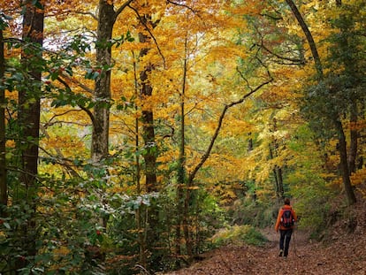 El parque del Montseny, en una fotografía de archivo.