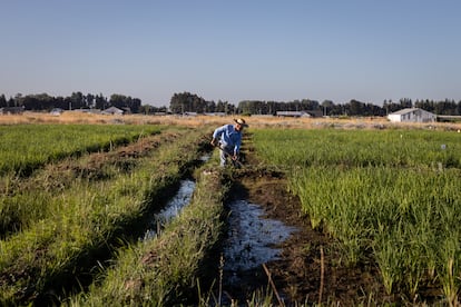 Un trabajador realiza la limpieza de maleza en un campo de cultivo de arroz en la comuna de San Carlos, Chile.