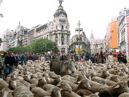 El rebaño de ovejas, a su paso por la calle Alcalá.