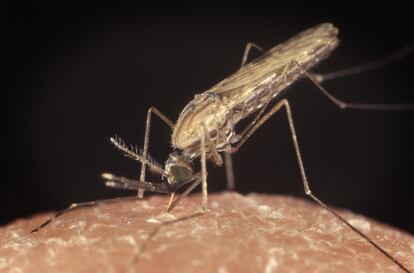 Una hembra de mosquito de una especie portadora del parásito de la malaria se alimenta de un humano.