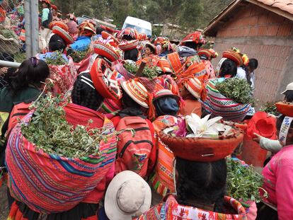 Miembros de la comunidad de Patacancha, en Ollantaytambo (Perú), cargan pequeños ejemplares de queuña para una reforestación masiva.