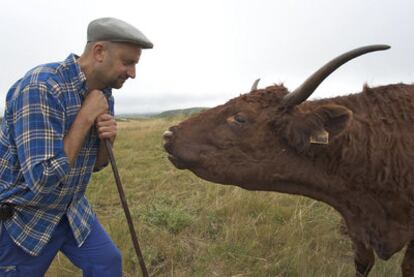 El ganadero Roberto Álvarez, con una de sus vacas, un ejemplar de la raza salers.