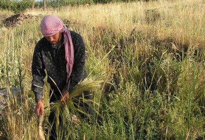 A&uacute;n hoy se cosecha la cebada silvestre en el sur de Siria.