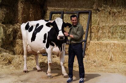 El presidente de la Junta de Andalucía, Juanma Moreno, se ha reencuentra la vaca que según él le "ayudó a ganar las elecciones", en una finca en Añora (Córdoba), el 8 de junio de 2022.