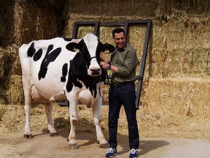 El presidente de la Junta de Andalucía, Juanma Moreno, se ha reencuentra la vaca que según él le "ayudó a ganar las elecciones", en una finca en Añora (Córdoba), el 8 de junio de 2022.