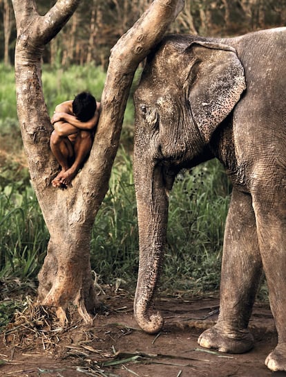 Um garoto encolhido em uma árvore - dormindo?, triste? - e um elefante ao seu lado que parece estar cuidando dele. Chiang Mai, Tailândia, 2010.