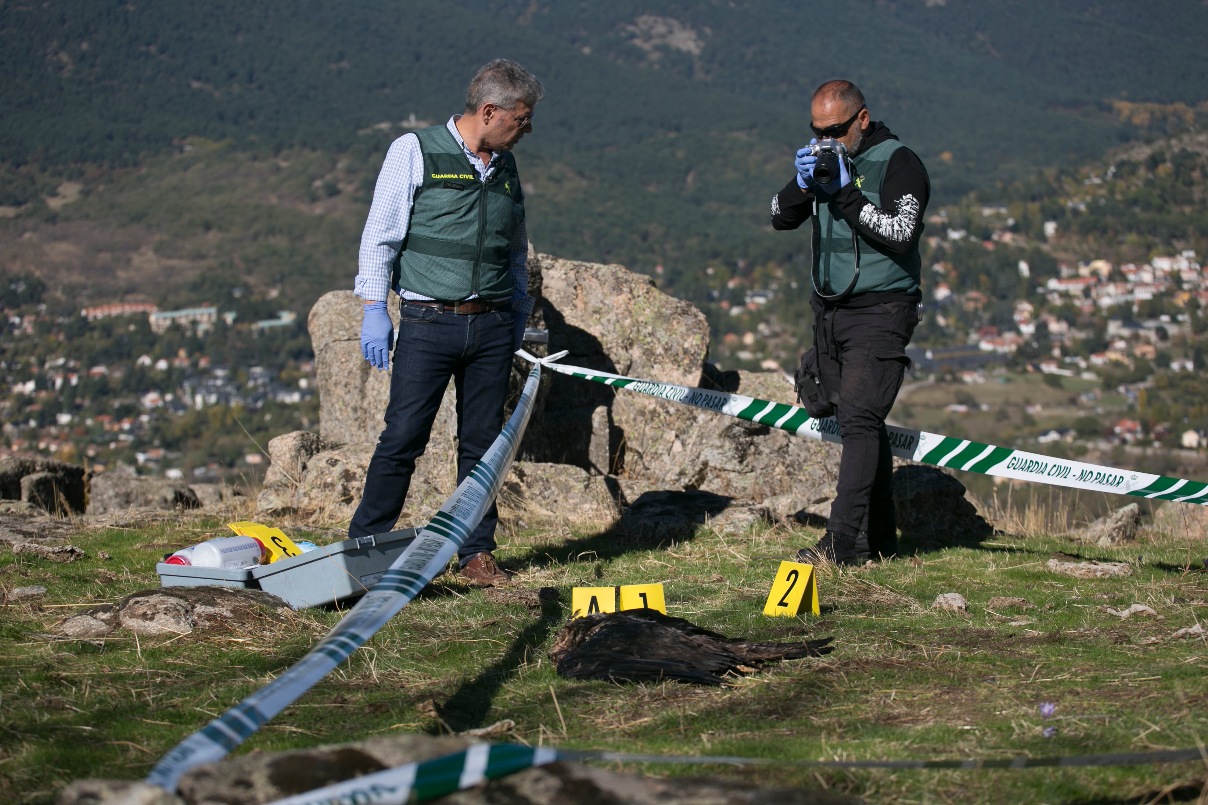 Dos agentes del Seprona de la Guardia Civil miran este lunes el cadáver de un águila real envenenada en la Sierra de Guadarrama.