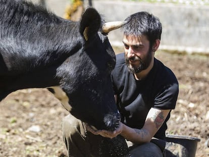 Mario Santiago, fundador del Santuario Vacaloura de Compostela, con una de las reses rescatadas de una granja en el municipio Boiro (A Coruña).