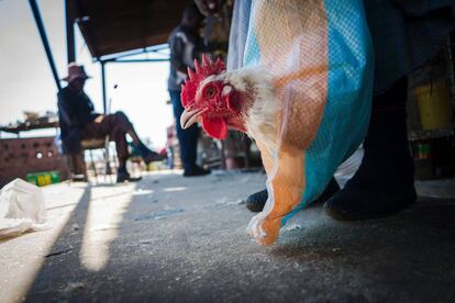 Un cliente se aleja con un pollo en una bolsa en el Mbare Market de Harare (Zimbabue).