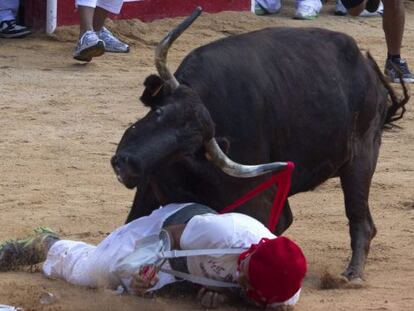 Una vaquilla intenta empitonar a un hombre en la plaza de toros de Pamplona después del encierro del viernes.