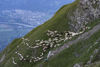 Un rebaño de ovejas cruza terreno alpino a la altura de Flaesch (Suiza).