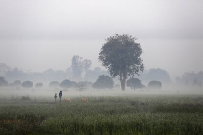 Un hombre y su hijo caminan por un campo cultivado en el poblado de Kunda (India).