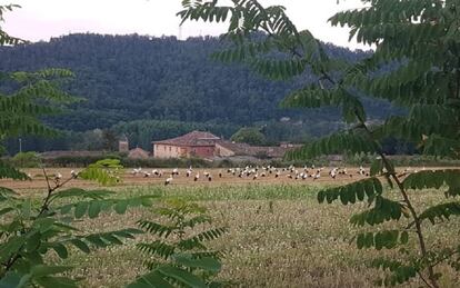 Un grupo de cigüeñas en uno de los campos del municipio.