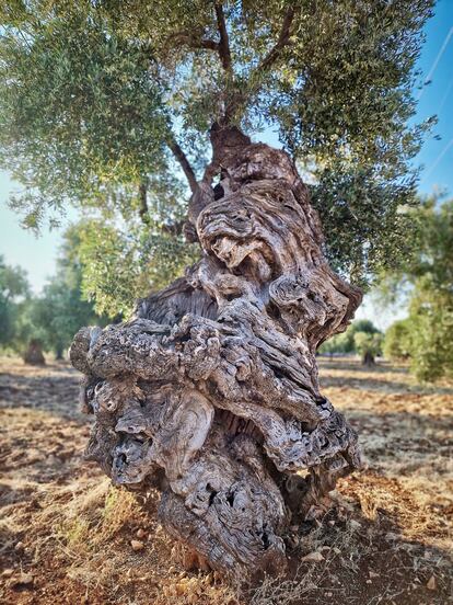 Olivo centenario superviviente a la bacteria Xylella fastidiosa. 