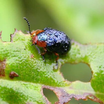 El escarabajo de la hoja, que habita en los bosques de Ecuador, una de las especies en peligro