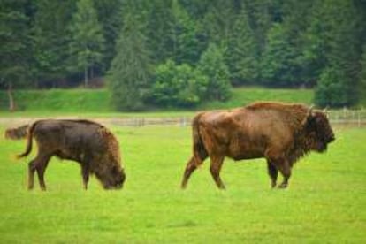 Bisontes europeos en el parque nacional de Bialowieski (Polonia).