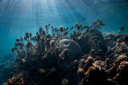  Fragile balance. The increase in water temperature and the proliferation of algae (so-called eutrophication, caused by excess nutrients due to the use of agricultural fertilizers) that compete with coral are two factors that affect water quality and the health of the marine ecosystem.