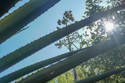 El tallo comestible de la flor del maguey, conocido como quiote, en Puebla, México.