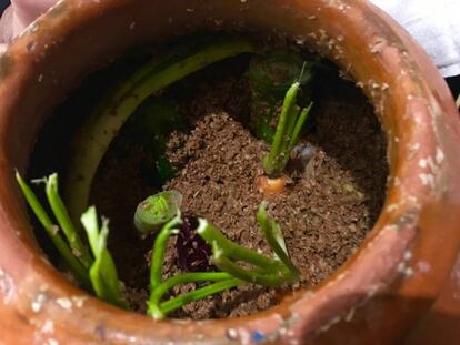 METODO NUKAZUKE PARA FERMENTAR VERDURAS ENTRE SALVADO DE TRIGO / CAPEL