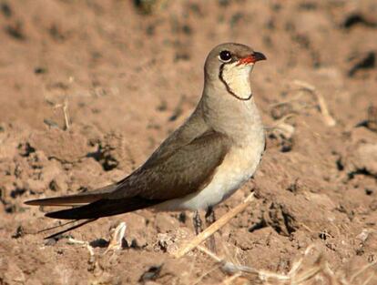 En el Campo de Cartagena, Murcia, compatibilizar los cultivos con la nidificación de la canastera, ha logrado que la especie llegue a 45 parejas cuando hace 30 años se dio por extinguida en la región.