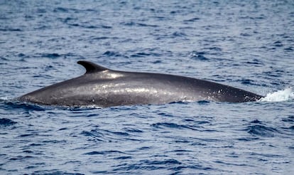 Una ballena en aguas de la costa del Garraf, el día 21 de abril.