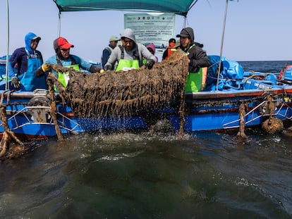 Trabajadores del criadero extraen del mar una linterna cuna, llena de conchas abanico, en Parachique, al norte de Perú.