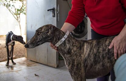 Valentina, una galga rescatada sin chip y con una oreja amputada, en la FBM.