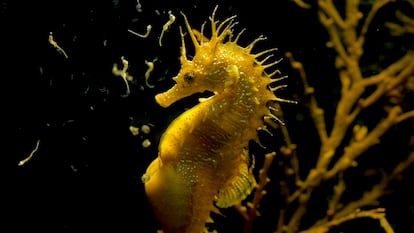 Un caballito de mar 'Hippocampus guttulatus' pariendo.