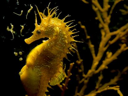 Un caballito de mar 'Hippocampus guttulatus' pariendo.