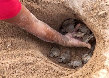 Quando a água começa a alagar a ilha e milhares de filhotes ainda não alcançaram a superfície, ribeirinhos voluntários escavam os ninhos, com as mãos ou com pás, para salvar as tartaruguinhas. Neste ninho, havia 136 bebês