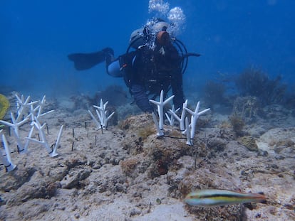 Una científica de la Sociedad Ambiente Marino instala corales artificiales impresos en 3D alrededor de Isla Culebra, en Puerto Rico.