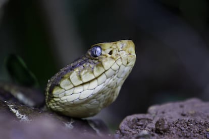 Serpiente 'fer-de-lance' o cabeza de lanza ('Bothrops lanceolatus'), una variedad de víbora de fosetas endémica de las Antillas.