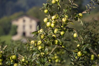 Detalle de un manzano en Euskadi. Este año se está dando una cosecha histórica; se espera que en los árboles del País Vasco se alcancen los siete millones de kilos de esta fruta.