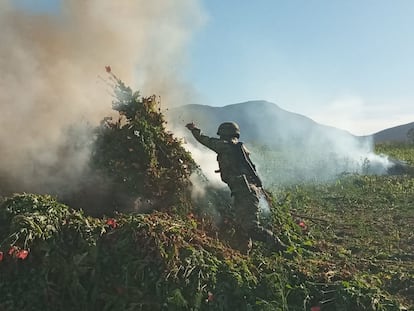 Un soldado arroja ramos de amapola sobre una hoguera, durante la incineración del plantío en Mocorito. 