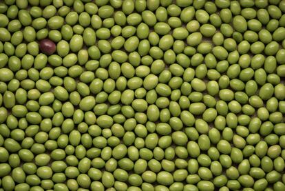 Aceitunas de la variedad royal, endémica de la sierra de Cazorla.