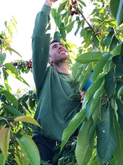 Antonio Manuel Conde en su huerto de cerezos en Castillo de Locubín (Jaén), en una imagen proporcionada por el agricultor.