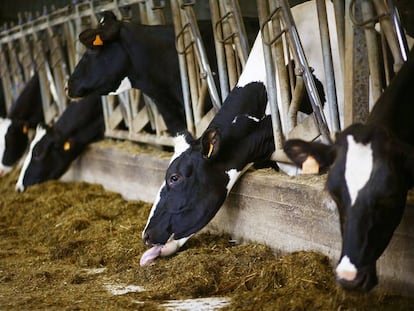 Establos de vacas pertenecientes a Feiraco.