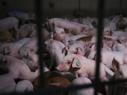 En la pequeña localidad granadina de Castilléjar se encuentra la macrogranja porcina con las emisiones de metano y amoniaco más altas de toda España.