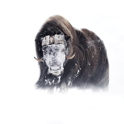 <i>Face to Face </i>(cara a cara): un buey almizclero en medio de un paisaje invernal de Noruega