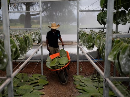 Miguel Garcia pushes a wheelbarrow filled with nopales or prickly pear cacti pads, into his family’s greenhouse, in San Francisco Tepeyacac, east of Mexico City, Thursday, Aug. 24, 2023. Garcia's family specializes in the production of cochineal dye that comes from the crushed bodies of tiny female insects that contain carminic acid and feed on the pads of nopal cactus plants. (AP Photo/Eduardo Verdugo)