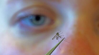 La bióloga Nadja Reissen examina un mosquito en Salt Lake City (Utah, Estados Unidos).