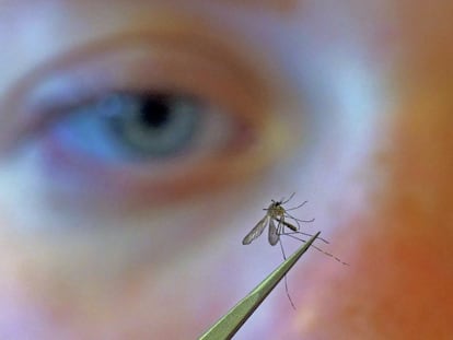 La bióloga Nadja Reissen examina un mosquito en Salt Lake City (Utah, Estados Unidos).