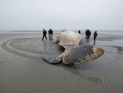 Un cachalote de 12 metros de largo yace varado en una playa de la isla de Fanoe, cerca de Esbjerg en la costa danesa del Mar del Norte, Dinamarca.