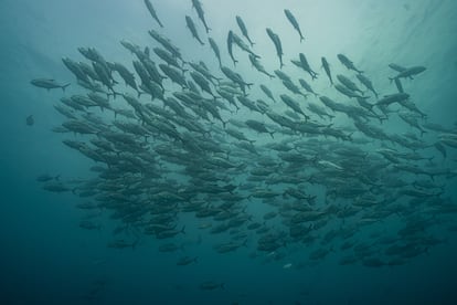 The protected marine area of Cordillera de Coiba in the waters of Panama.