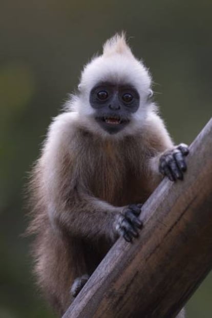 O langur de cabeça-branca (na imagem) quase se extinguiu em apenas três gerações devido à caça.