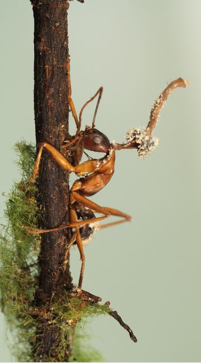 João Araújo, micologista del Jardín Botánico de Nueva York, capturó la imagen ganadora de la categoría Plantas y hongos. Los hongos de hormigas zombie ('Ophiocordyceps') pueden manipular el comportamiento de sus huéspedes y obligarlos a migrar a sitios que favorezcan su crecimiento. “Estos hongos también comparten los bosques con otros linajes de hongos micoparásitos que les pueden parasitar, consumir e incluso castrar”, señala el autor, y destaca que la investigación de estos organismos es muy reciente. 